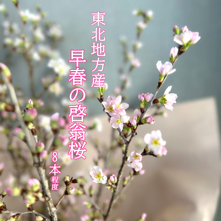 春さくらなび【ながさきチョコと啓翁桜】セット画像