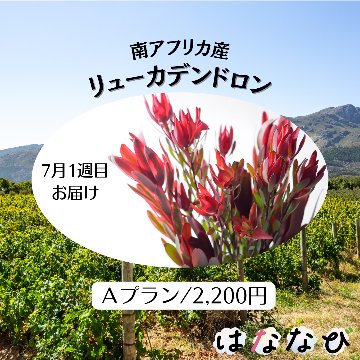 はななび宅配便【7月1回】1週目お届けの画像