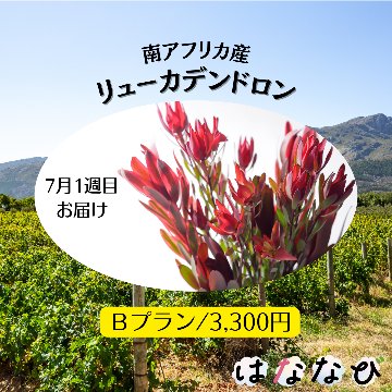 はななび宅配便【7月1回】1週目お届けの画像