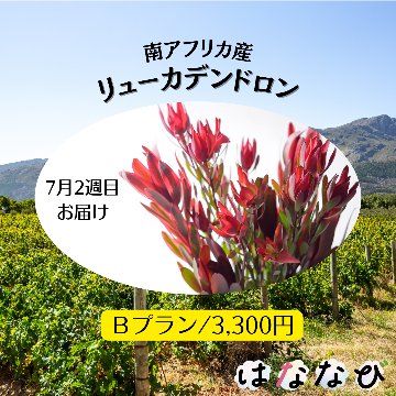 はななび宅配便【7月1回】2週目お届けの画像