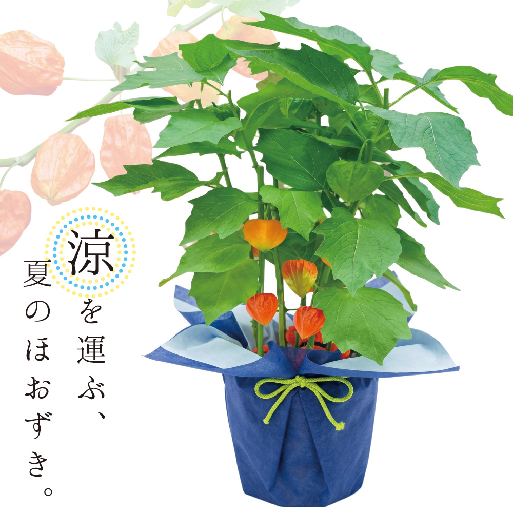 【夏ギフト2026】爽涼ほおずきの画像