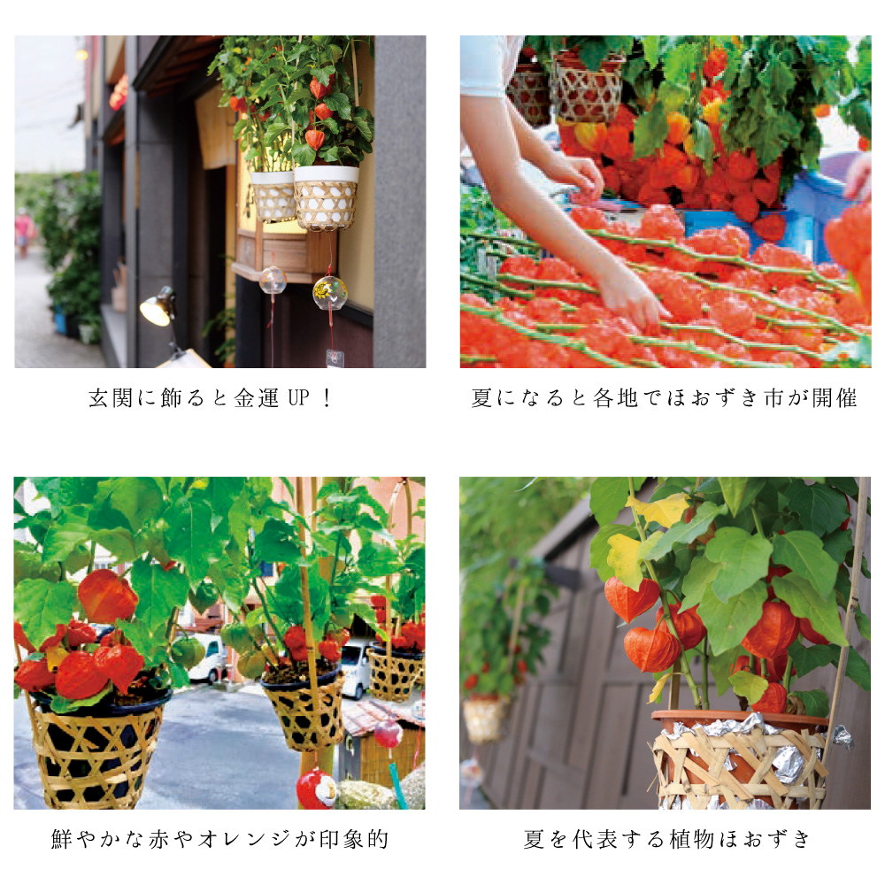【夏ギフト2026】爽涼ほおずきの画像