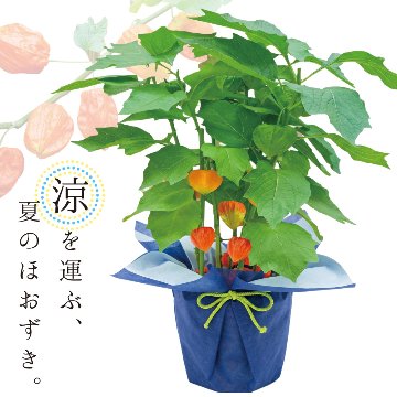 【夏ギフト2026】爽涼ほおずきの画像