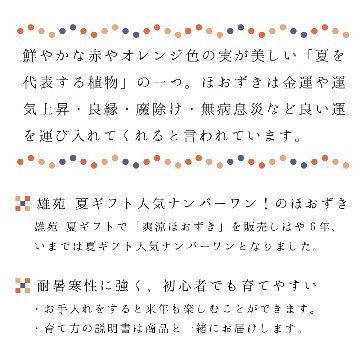 【夏ギフト2026】爽涼ほおずきの画像