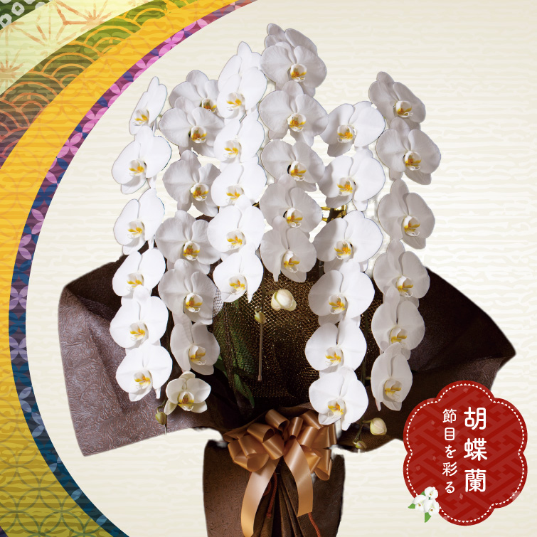 【冬ギフト2025】胡蝶蘭鉢3本立ロングの画像