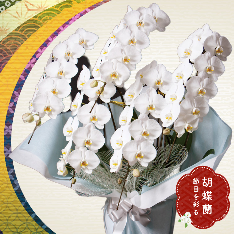 【冬ギフト2025】胡蝶蘭5本立の画像