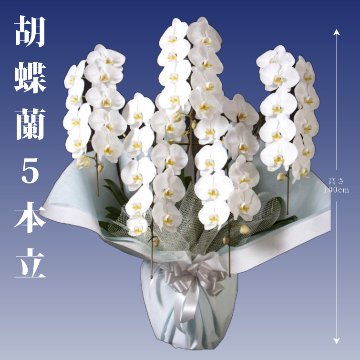 【夏ギフト2025】胡蝶蘭5本立の画像