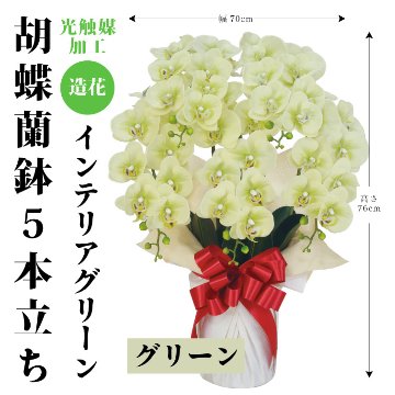 【夏ギフト2025】インテリアグリーン胡蝶蘭5本立ちの画像