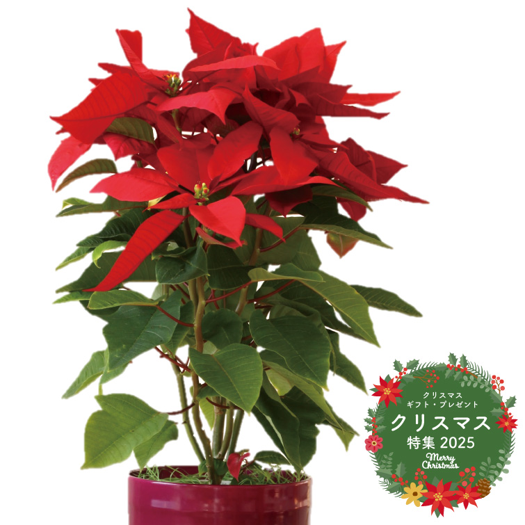 【冬ギフト2025】ポインセチア鉢6寸の画像