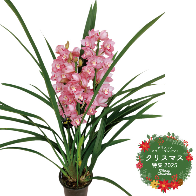 【冬ギフト2025】シンビジューム鉢3本立ちの画像