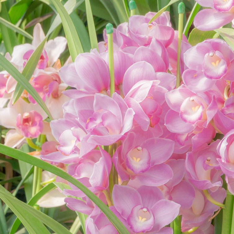 【冬ギフト2025】シンビジューム鉢3本立ちの画像