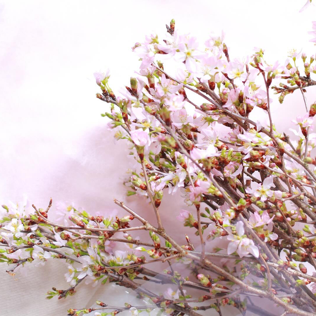 さくらさくブーケ（山形県産 啓翁桜）の画像