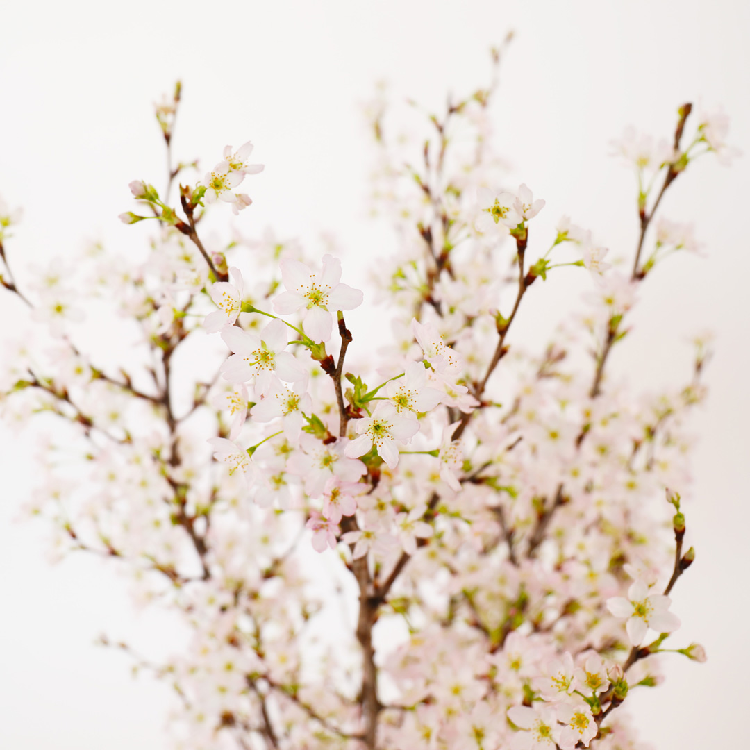 さくらさくブーケ（山形県産 啓翁桜）の画像