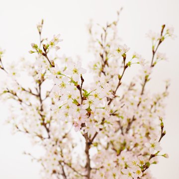 さくらさくブーケ（山形県産 啓翁桜）の画像