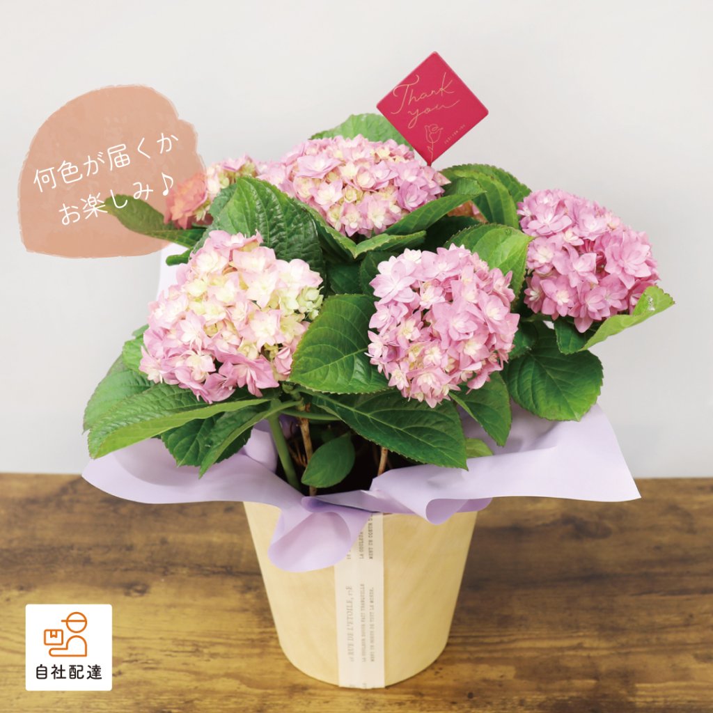 【2026母の日】イロドリ アジサイの画像