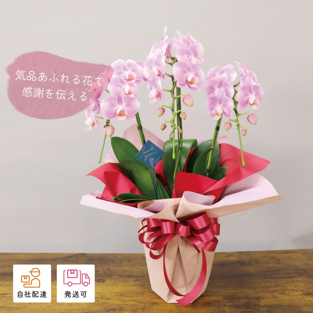 【2026母の日】イロドリ オーキッドの画像
