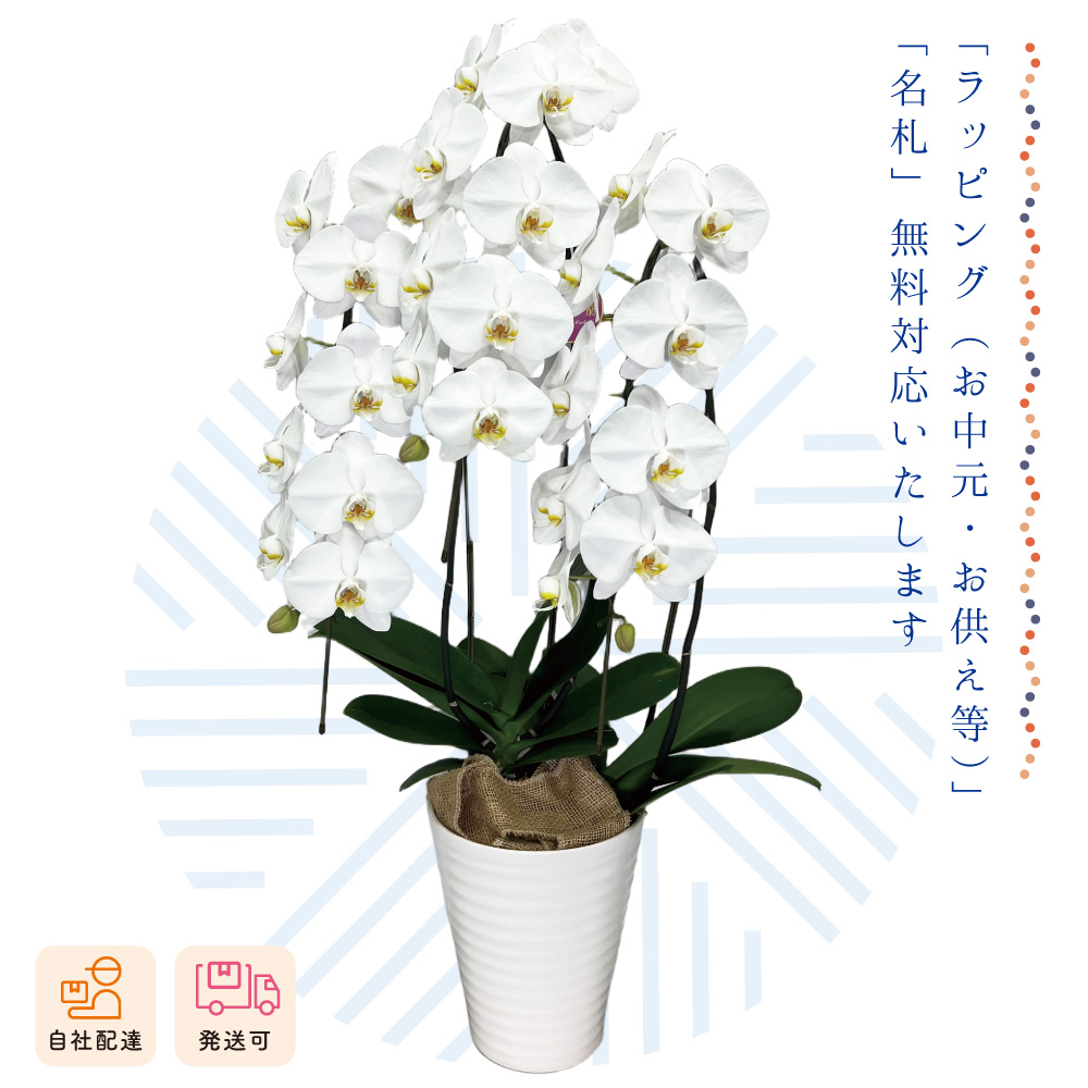【夏ギフト2026】胡蝶蘭鉢3本立の画像