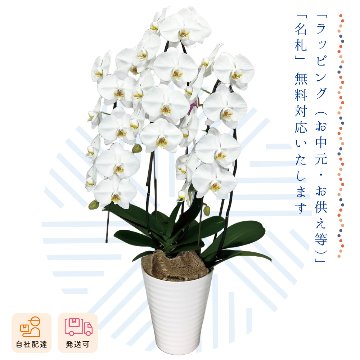 【夏ギフト2026】胡蝶蘭鉢3本立の画像