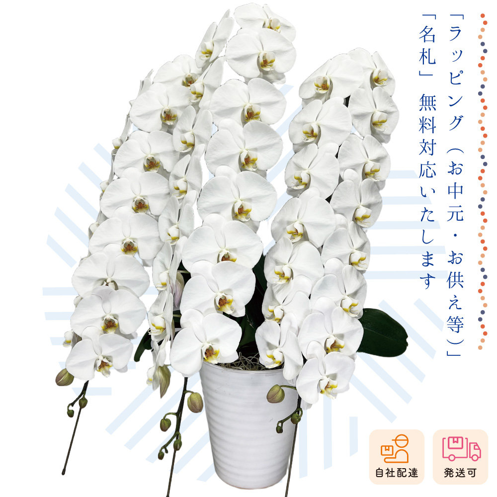 【夏ギフト2026】胡蝶蘭鉢3本立（ロング）の画像
