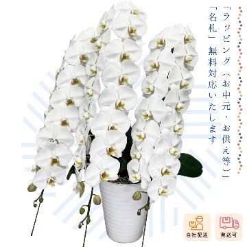 【夏ギフト2026】胡蝶蘭鉢3本立（ロング）の画像