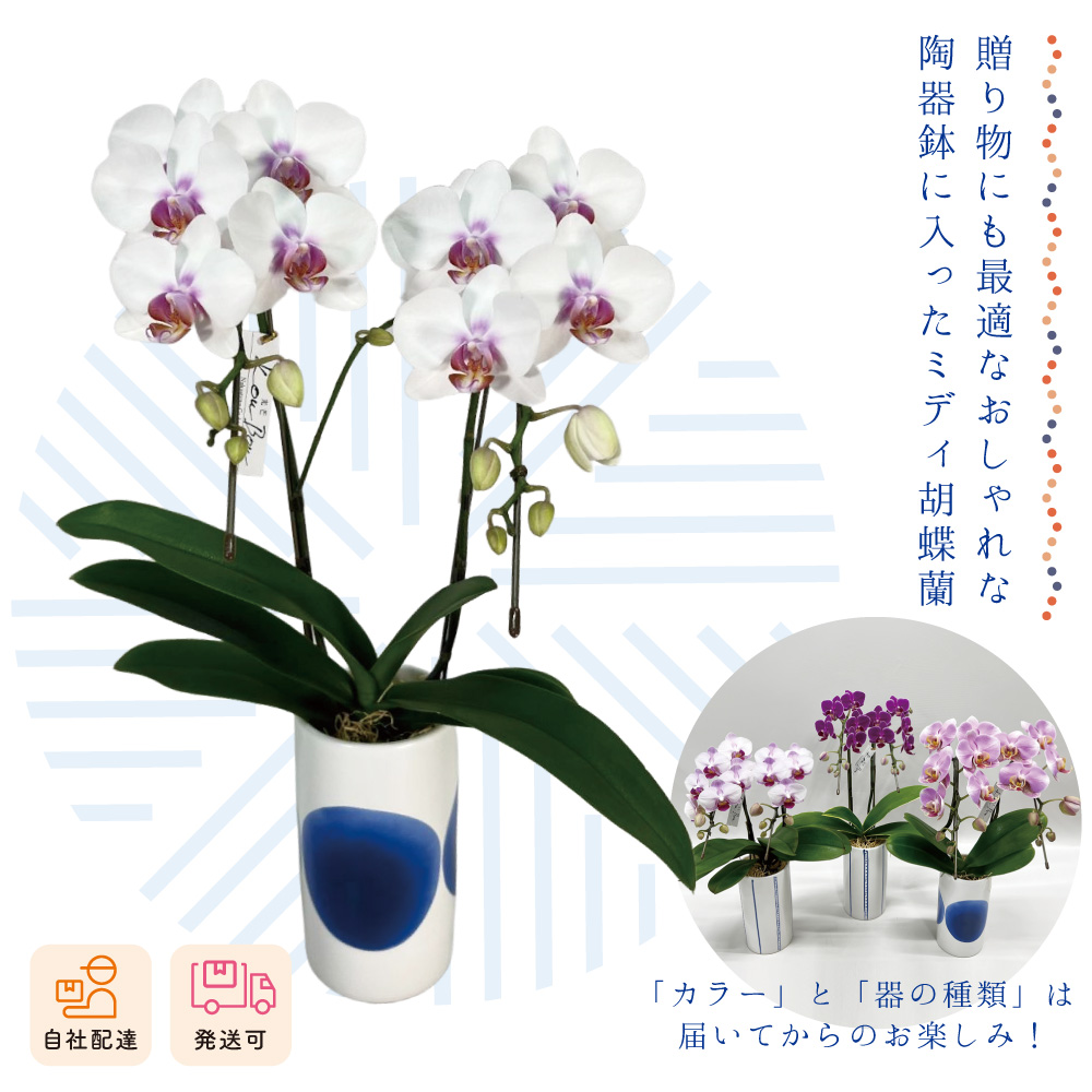 【夏ギフト2026】ミディ胡蝶蘭 空の画像