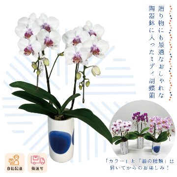 【夏ギフト2026】ミディ胡蝶蘭 空の画像