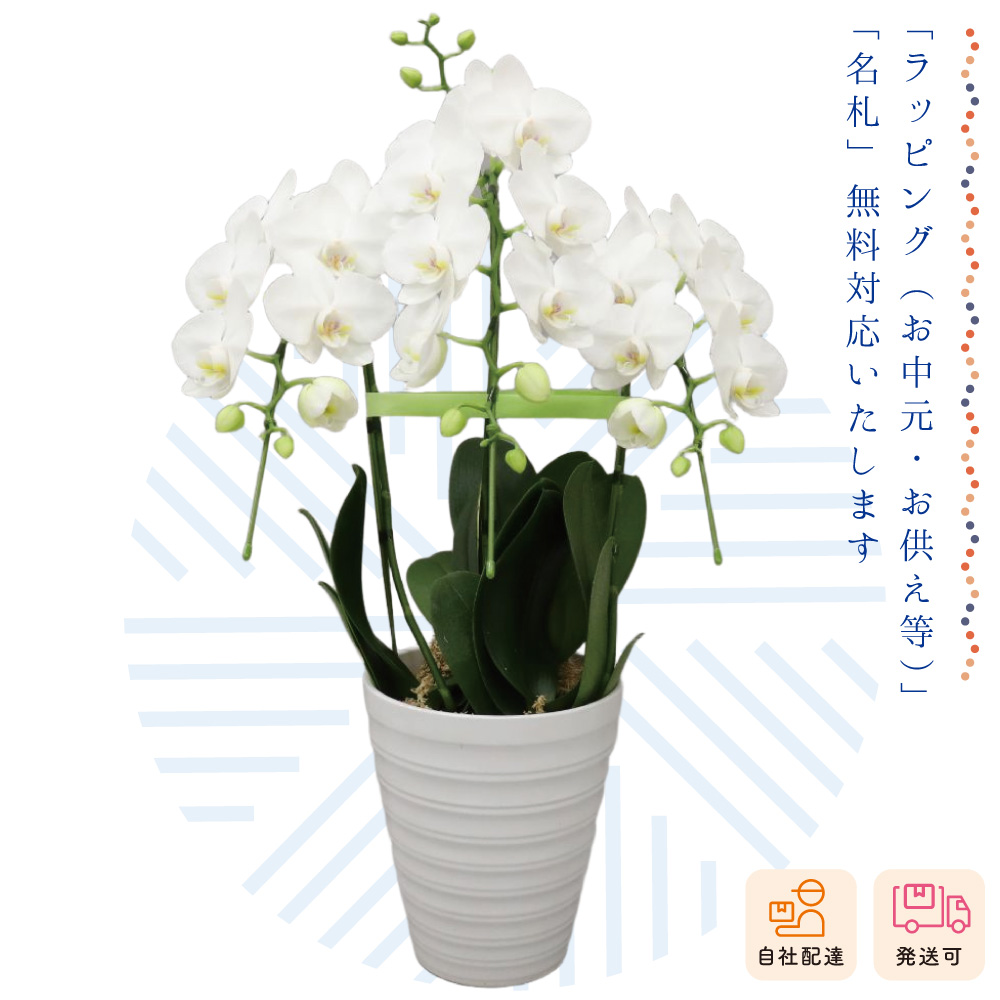 【夏ギフト2026】ミディ胡蝶蘭 月の画像