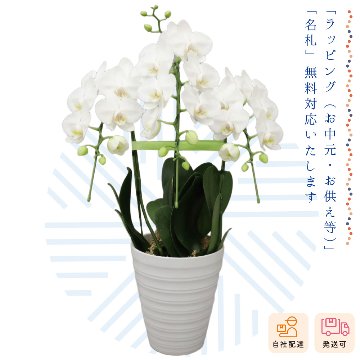【夏ギフト2026】ミディ胡蝶蘭 月の画像