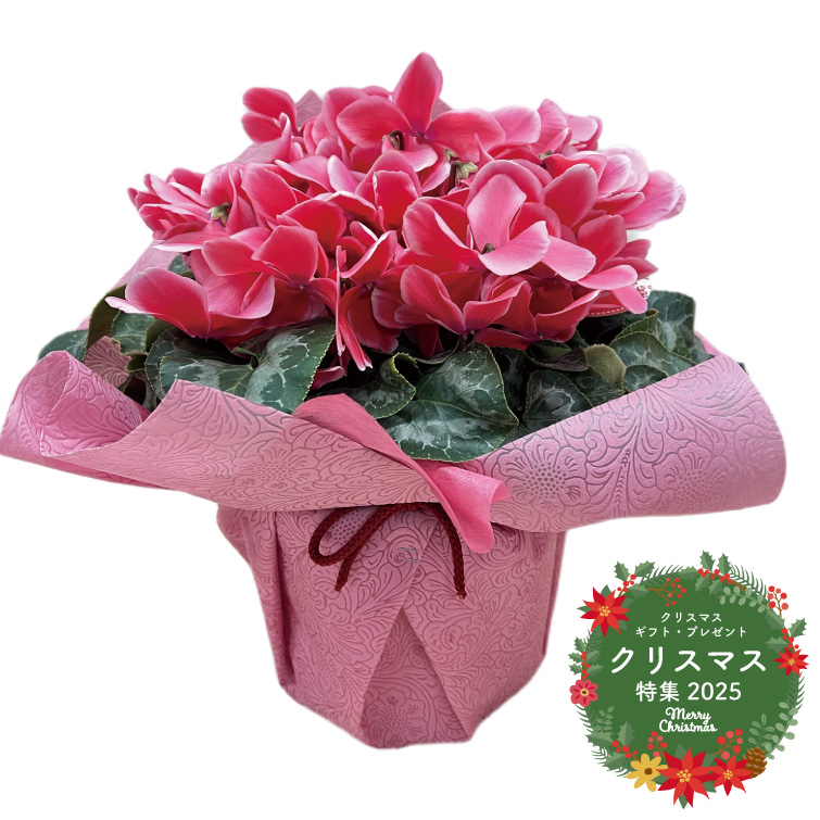 【冬ギフト2025】シクラメン鉢6寸の画像