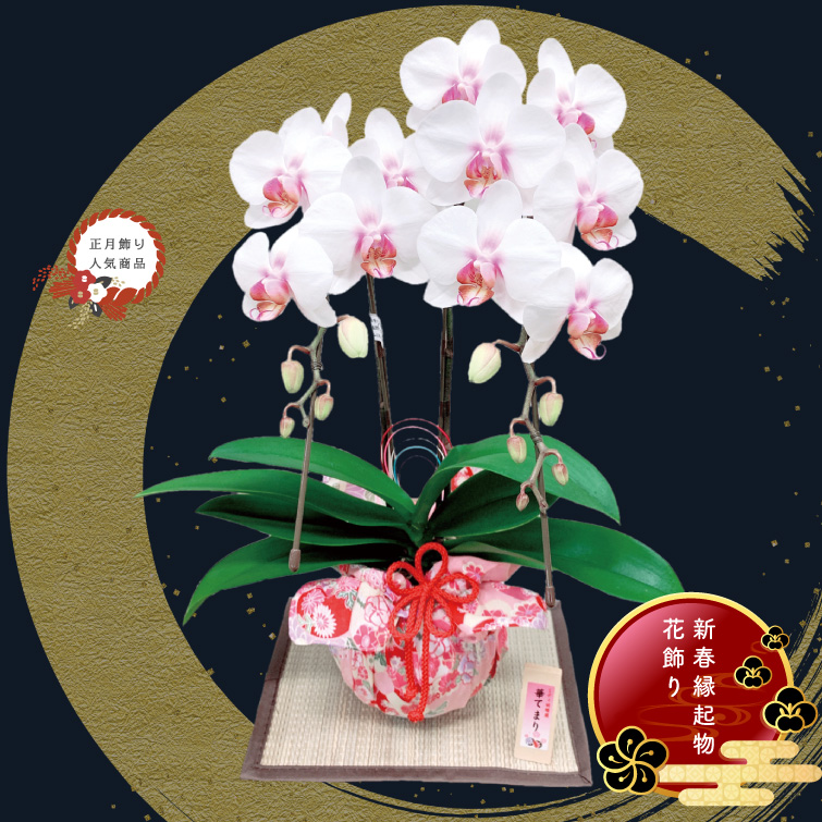 【冬ギフト2025】迎春ミディ胡蝶蘭の画像