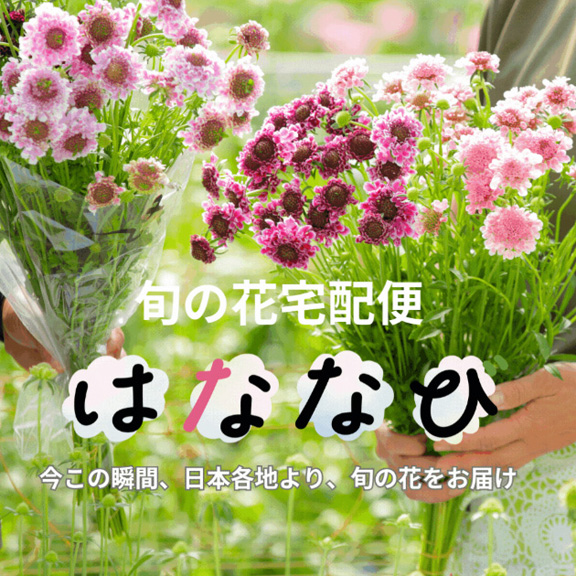 3.胡蝶蘭