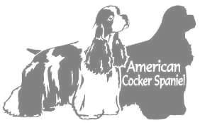 アメリカンコッカースパニエルB　400の画像