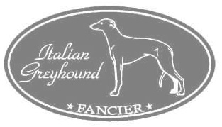イタリアングレーハウンド　00Bの画像