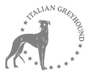イタリアングレーハウンド　280の画像