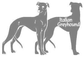 イタリアングレーハウンド　400の画像