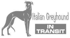 イタリアングレーハウンド　650の画像