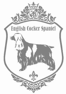 イングリッシュコッカースパニエル　900の画像