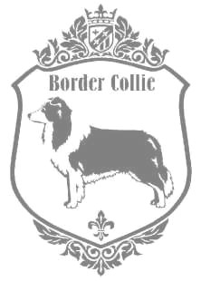 ボーダーコリー　900の画像