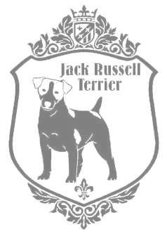 ジャックラッセルテリア（スムース）　920の画像