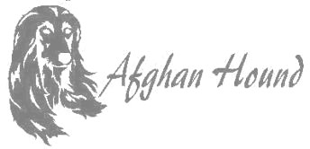 アフガンハウンド　300画像