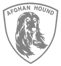 アフガンハウンド　500画像