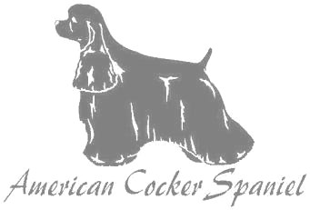 アメリカンコッカースパニエルA　100の画像