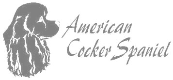 アメリカンコッカースパニエルA　300の画像