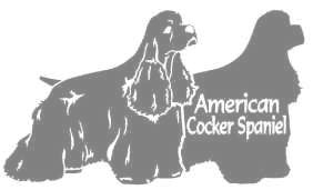アメリカンコッカースパニエルA　400の画像