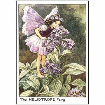 花の妖精ポストカード（ヘリオトロープ）画像