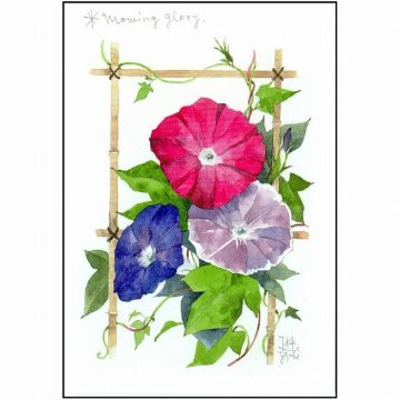 三好貴子 ポストカード（朝顔）の画像