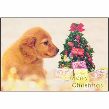 クリスマス　ポストカード（犬）　CMP-268画像