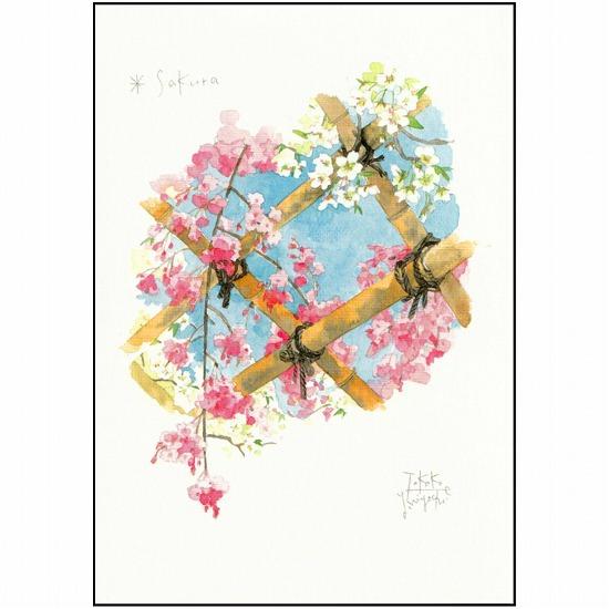 三好貴子 ポストカード（Sakura）の画像