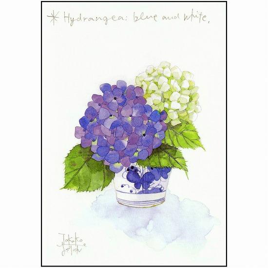 三好貴子 ポストカード（青と白の紫陽花）画像