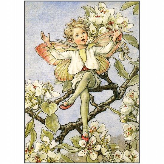 花の妖精ポストカード（西洋ナシの花）画像